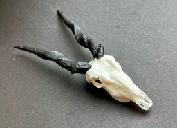 Animal Skulls Eland