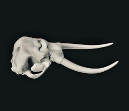 Animal Skulls Elephant