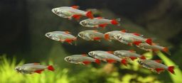 Red Belly Tetra