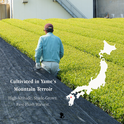 Kira Blend Ceremonial Grade Matcha Powder (50g)