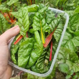 Snijbiet/Swiss chard