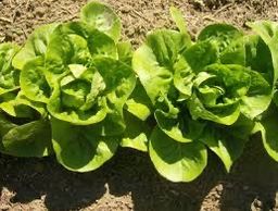 Enciam Cabdells (cogollo)