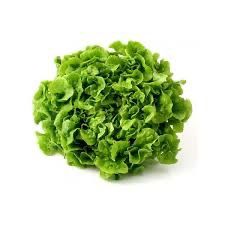 Enciam Fulla de Roure Verd