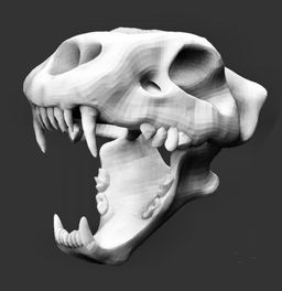 Animal Skulls Lion