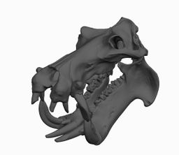 Animal Skulls Hippo
