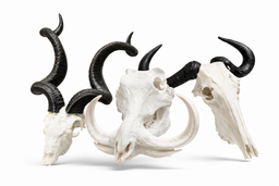 Mini Animal Skulls 