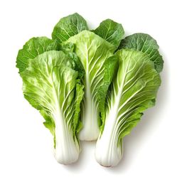 Fresh Chinese Cabbage