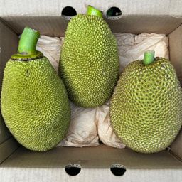 Jackfruit Unripened - Langka Hilaw WHOLE (We will contact you to confirm the final weight before delivery)