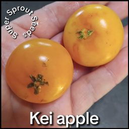 Kei apple x 6 seeds