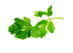 Cilantro (4oz)