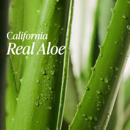 Real Squeeze Aloe Vera Toner