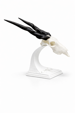 Stand for Mini Animal skulls. 