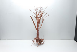 Photinia Wood 25-30cm Per Pc