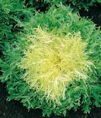 Escarola de Cabell d´Àngel