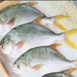 Golden Promfet(3pcs)