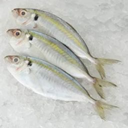 FROZEN kuneng fish (1kg pack)
