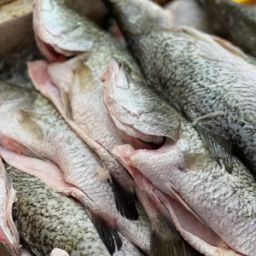 Ikan Siakap(Seabass)1PC