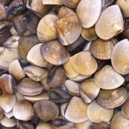 Fresh LaLa Clams (500g)