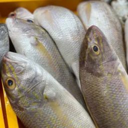 Ikan Kerisi (Ang Goli )🐟