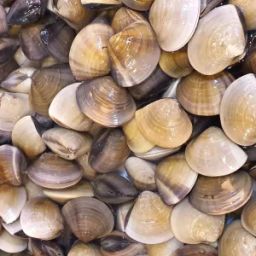 Fresh LaLa Clams (1Kg)