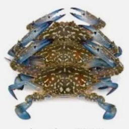Flower Crab 🦀 (950g-1.1kg)