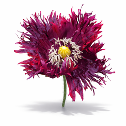 Black Swan poppy x 100 seeds 