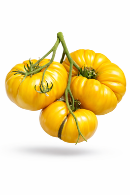 ORLOV YELLOW GIANT TOMATO x 10 seeds