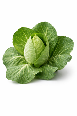 Cape Spitz cabbage x 50+ seeds 