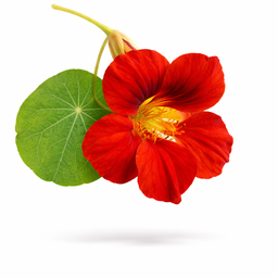 🏵NASTURTIUM/KAPPERTJIE🏵 x 25+ seeds