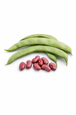 🌱LAZY HOUSEWIVERUNNER BEANS🌱 x 10 seeds