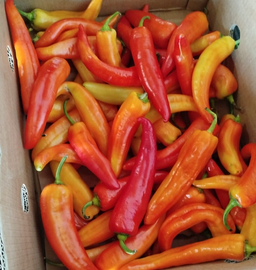 ¡2x1 Ají Inferno Color 250 grs! (Consumo Inmediato)