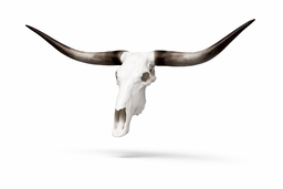 Animal Skulls Widehorn Cattle