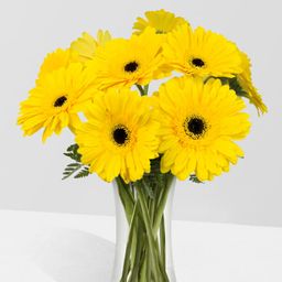 🌻 Gerberas Amarillas Ramos | Florero con 8 Flores