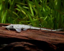 Pinocchio whiptail (Hemiodontichthys acipenserinus)