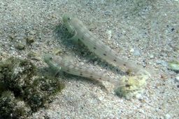 Longfin Dorsal Rock Gobies