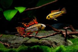 Apistogramma Cacatuoides (Cockatoo Dwarf Cichlid)