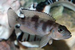 Hecq's Shell-Dweller (Lepidiolamprologus hecqui)