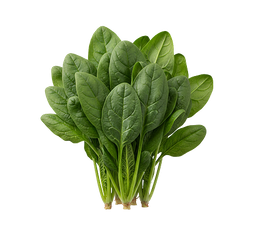 Organic Palak Spinach