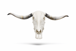 Bolo Ties Miniature Animal Skulls - following soon!