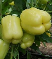 Pebrot Ardei Gras Galben