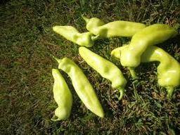 Pebrot Bitxo de Girona