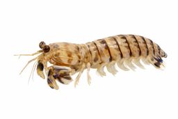 Udang Lipan Zebra (Mantis)