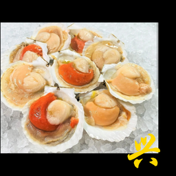 Half Shell Scallop 8/9cm