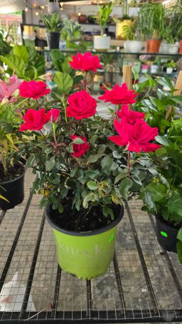 Knockout Roses 