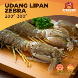 Udang Lipan Zebra (Mantis)