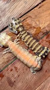 Udang Lipan Zebra (Mantis)