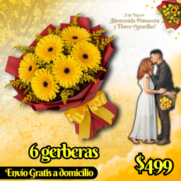 6 gerberas