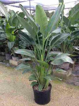 birds of paradise seedling