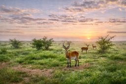 Virtual Photography (up to 20 images)