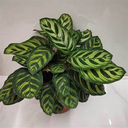 Calathea